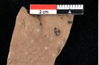 Foto (Detailansicht) von Glyptostrobus europaeus Brongniart (NHMW-GEO-2024-0188-0150)